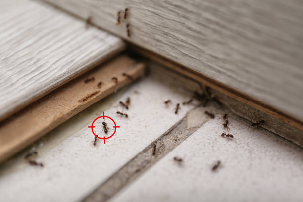 Best Flea Control Services  in Silver Lakes, CA
