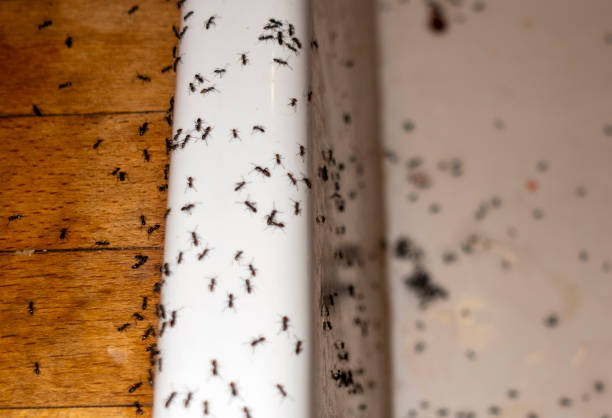 Best Termite Control Services  in Silver Lakes, CA