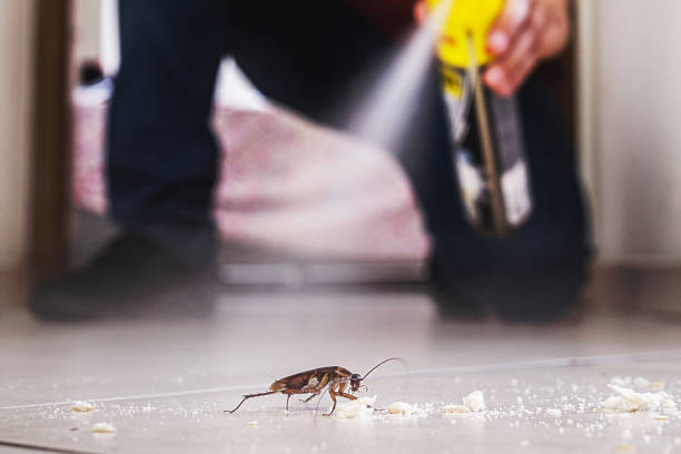 Best Best Pest Control Companies  in Silver Lakes, CA